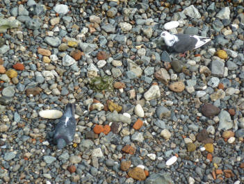 Pigeons camouflaged on foreshore