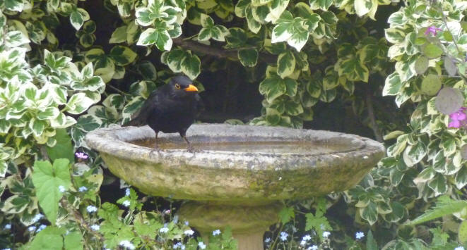 Bold blackbird