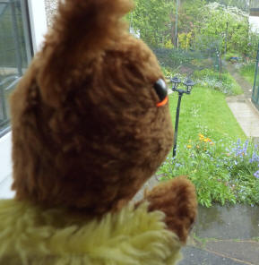Yellow Teddy looking at rain