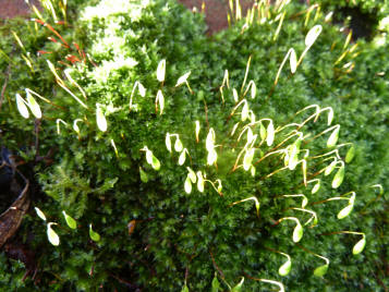 Moss flowerheads