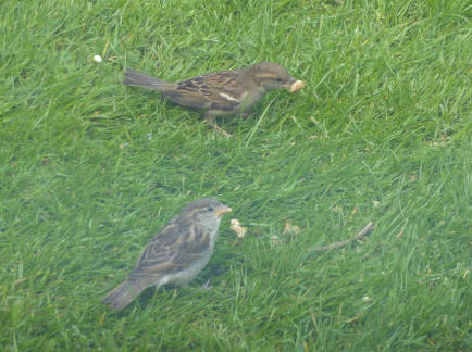 Sparrows with bread