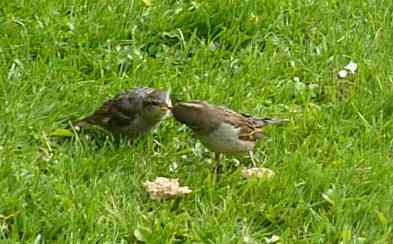 Sparrow feeding young one