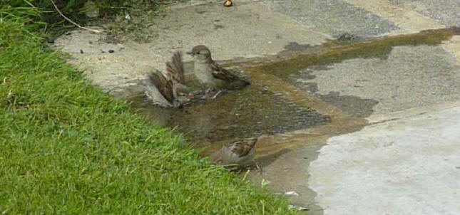 Sparrows bathing