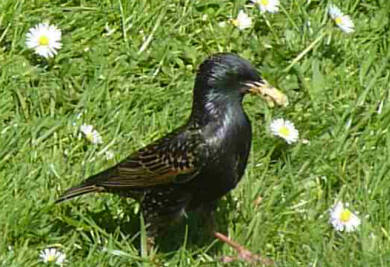 Starling with bread