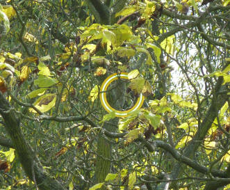 Frisbee in tree