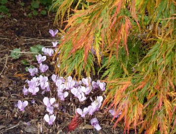 Acer tree and cyclamen
