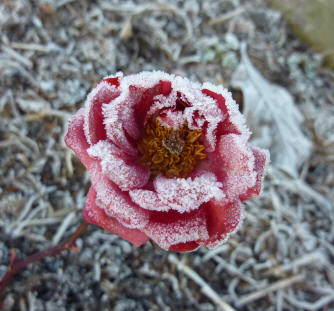 Frosted rose
