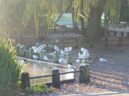 Park seagulls