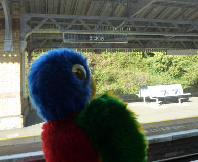 Blue Parrot on the train home