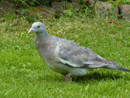 Young wood pigeon