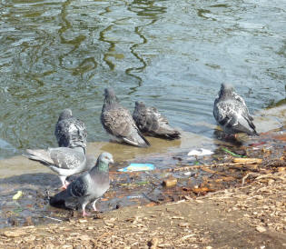 Pigeons bathing