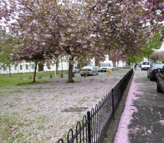 Fallen almond blossom