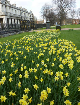 Greenwich Park daffodils