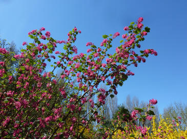 Flowering currant bush