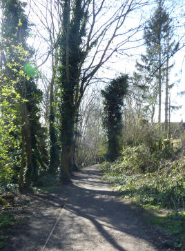 Highgate old trackway woodland