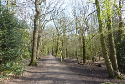 Highgate Wood path