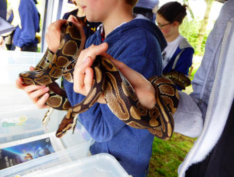 Petts Wood May Fayre Reptile Events