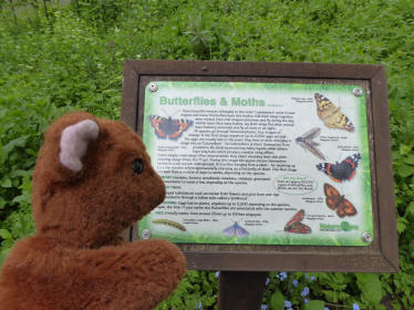 Butterflies and moths area