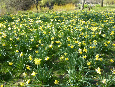 Victoria Park daffodils