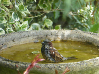 Sparrow birdbath