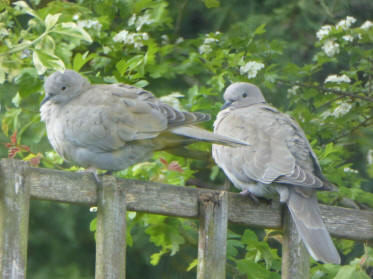 Collared doves