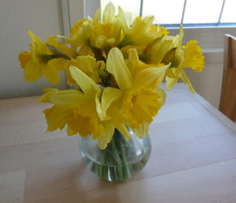 Vase of daffodils