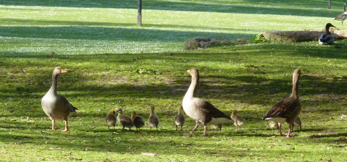 Geese and goslings in park