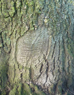 Tree bark with leaf shape