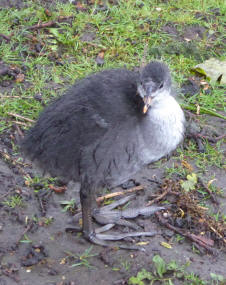 Young coot