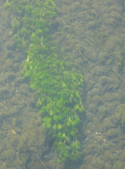 River weed