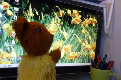 Daffodil desktop background