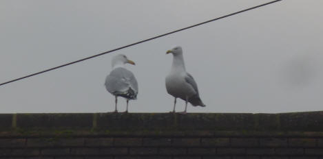 Pair of seagulls