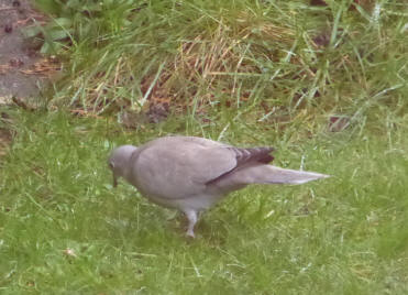 Collared dove in garden