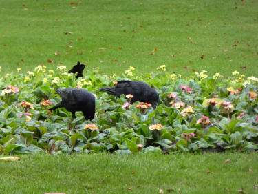 Crows in flowerbed