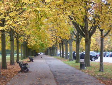 Autumn trees avenue