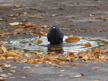 Pigeon in puddle