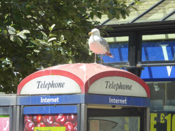 Seagull on telephone box