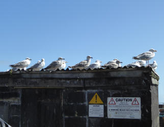 Seagulls on fish hut roof