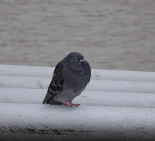 Pigeon on Millennium Bridge