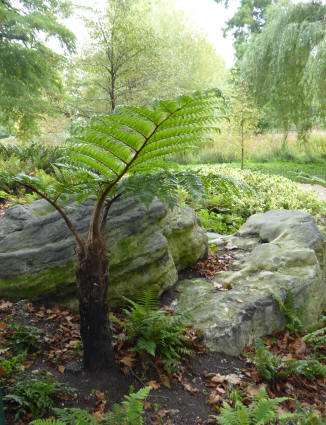 Regents Park rocks and ferns