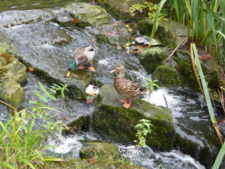 Ducks on waterfall