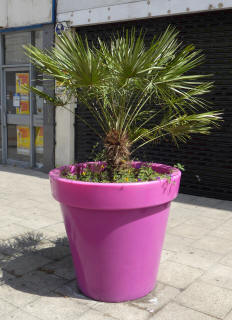 Giant flower pot with palm