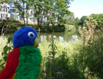 Blue Parrot on riverside walk