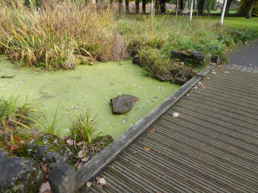 Duckweed covered pond