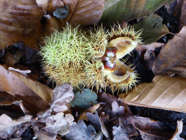 Chestnuts and cases
