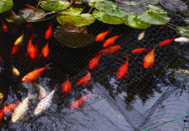 Goldfish pond