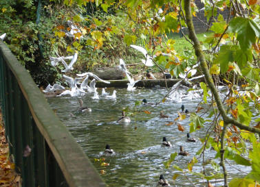 Seagulls on park pond