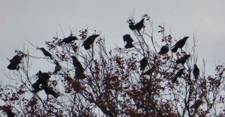 Crows in tree tops