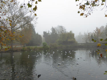 Misty pond in park