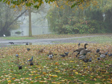 Autumn ducks and geese
